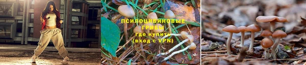 PSILOCYBIN Навашино